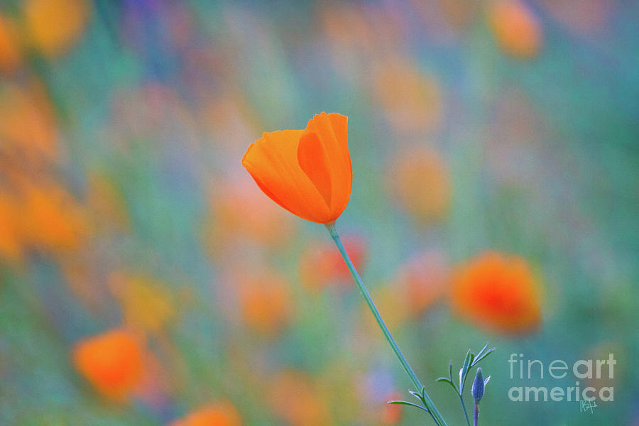 Sierra Nevada Photograph - Spring Poppy by Anthony Michael Bonafede Sierra Nevada Photograph - Spring Poppy by Anthony Michael Bonafede