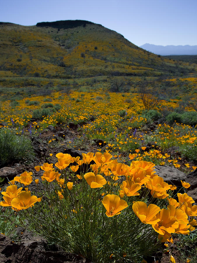 Spring Poppy Landscape Photograph by Sue Cullumber