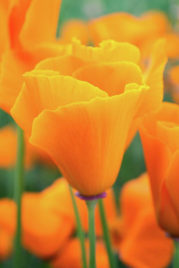 Spring Poppy Perfection Photograph by Lynn Bauer