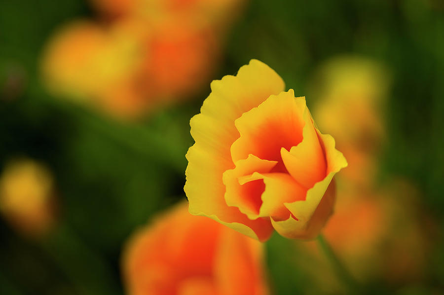 Spring Poppy Photograph by Steven Clark