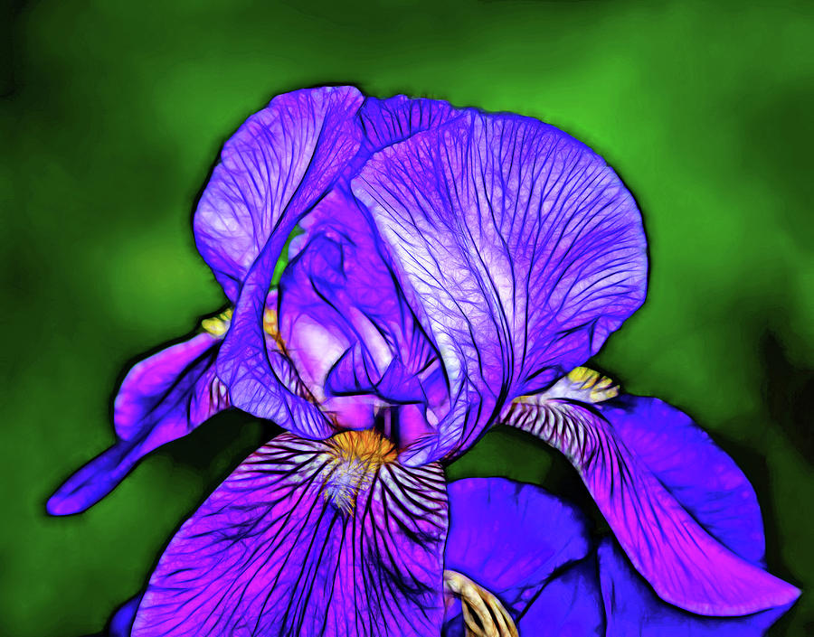 Iris Photograph - Spring Portal - Paint by Steve Harrington