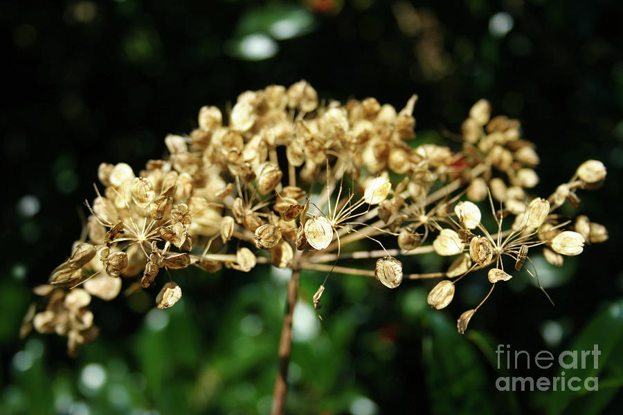 Spring princess became Queen of autumn by Mariella Wassing Spring princess became Queen of autumn by Mariella Wassing