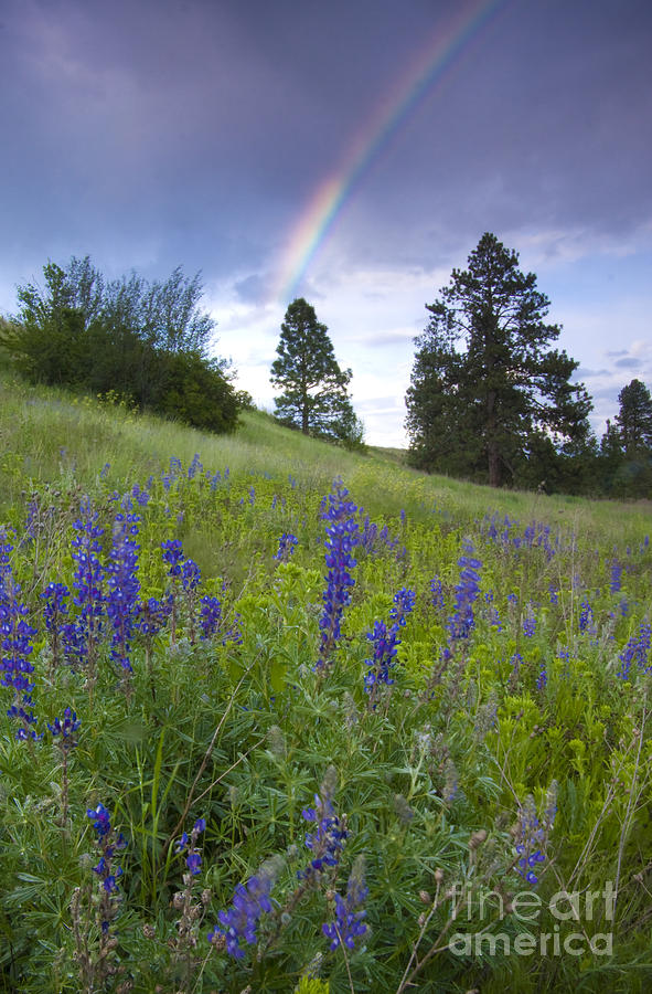 Spring Promise Photograph by Idaho Scenic Images Linda Lantzy