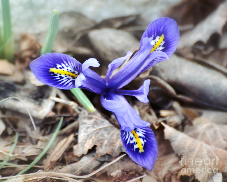 Iris Photograph - Spring Promises by Kerri Farley