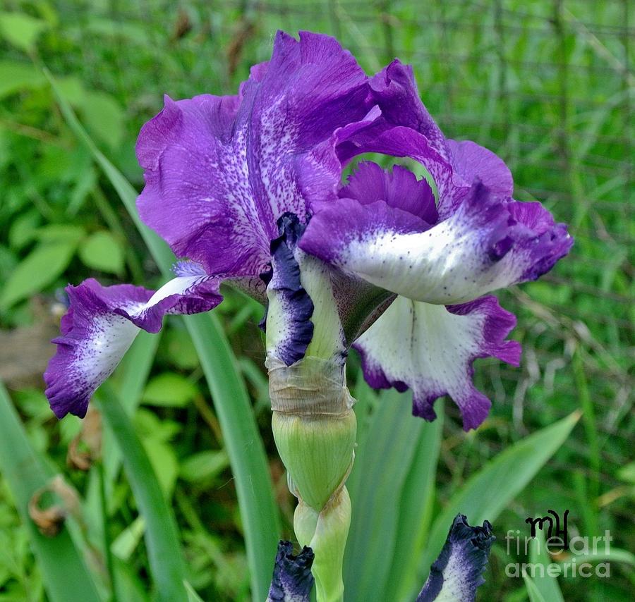 Spring Purple Iris Photograph by Marsha Heiken