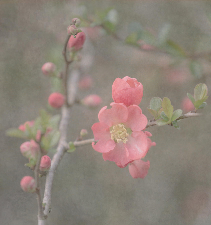 Spring Quince Photograph by Angie Vogel