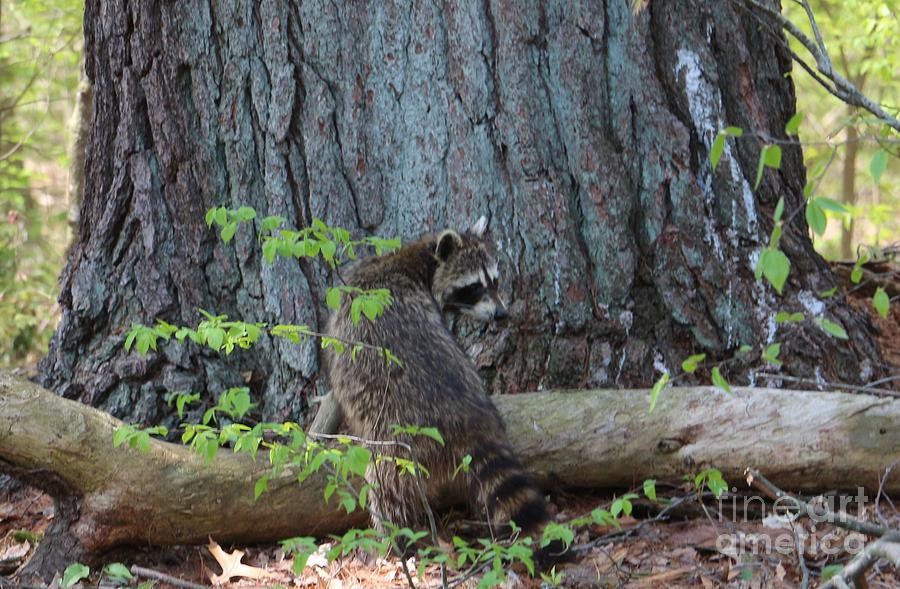 Spring Raccoon at Roseland Lake  Photograph by Neal Eslinger