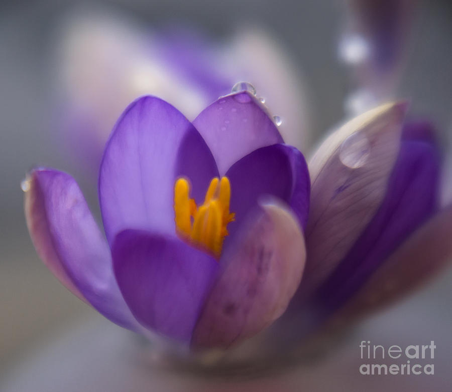 Spring Photograph - Spring Rain 1 by Jill Greenaway