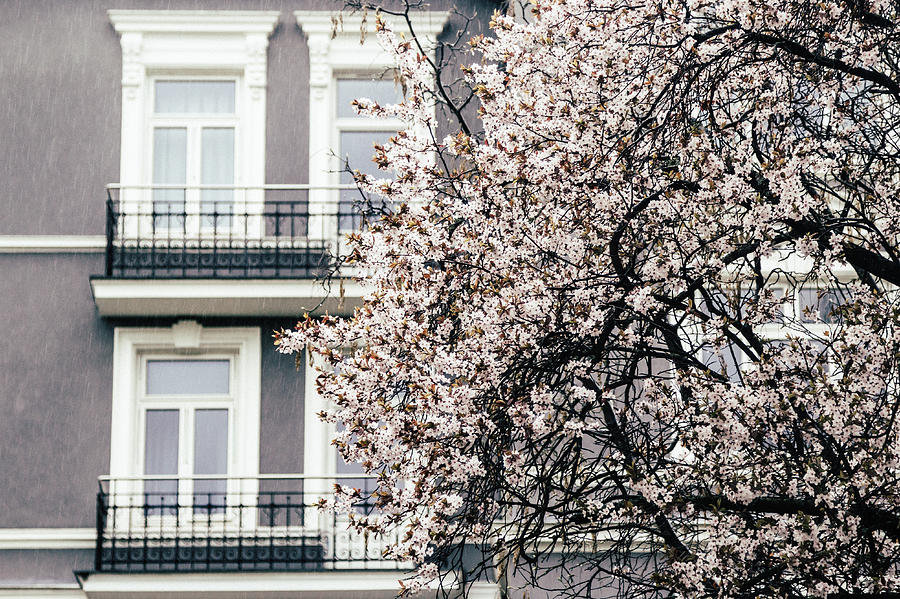 Spring Photograph - Spring rain by Aldona Pivoriene