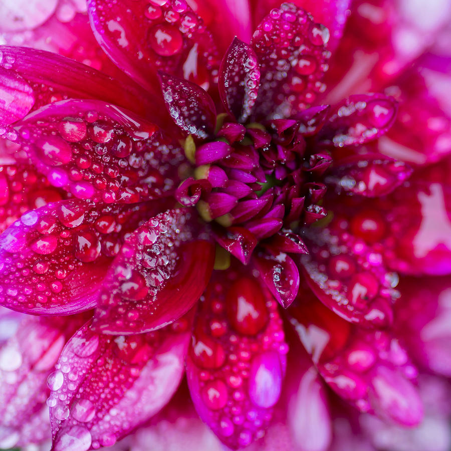 Spring - Rain and Flower Photograph by Patrick Downey