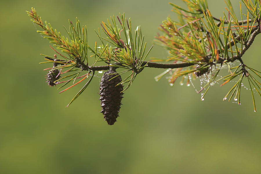 Pine Cone Photograph - Spring Rain and Pinecone by Michael Eingle