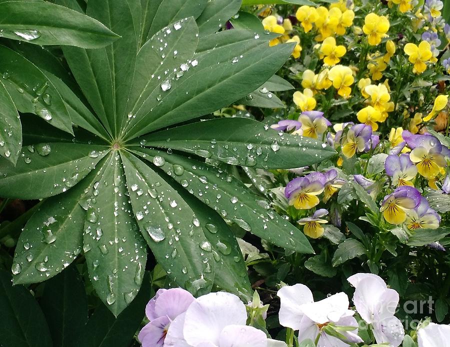 Spring Rain Bouqet Photograph by Anita Adams