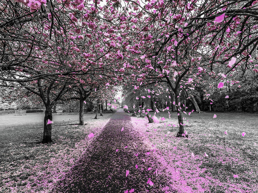 Spring rain, cherry blossoms Photograph by Eben Gourley.