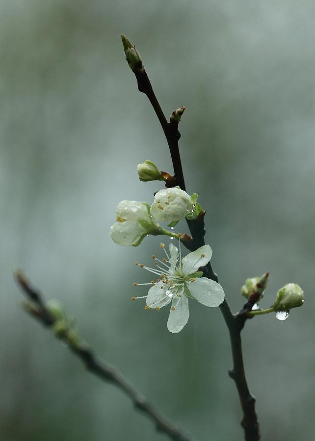 Spring Rain Mood Photograph by Iina Van Lawick