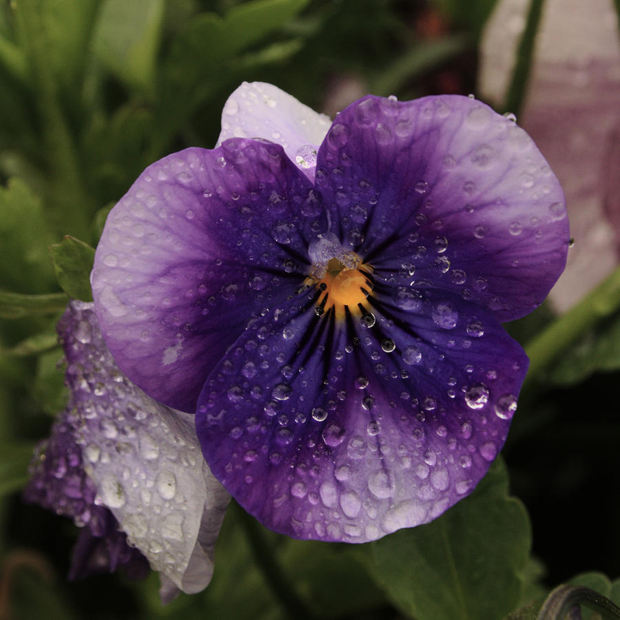 Spring Rain On Pansy Photograph by Adrian Wale