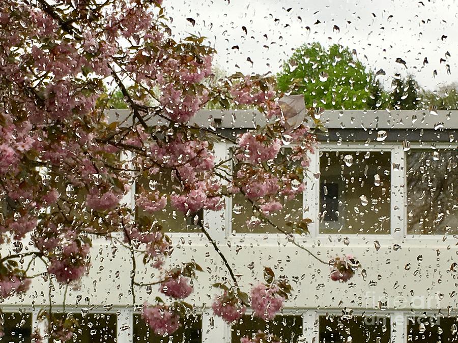 Spring rain outside the window and sakura Photograph by Marina Usmanskaya