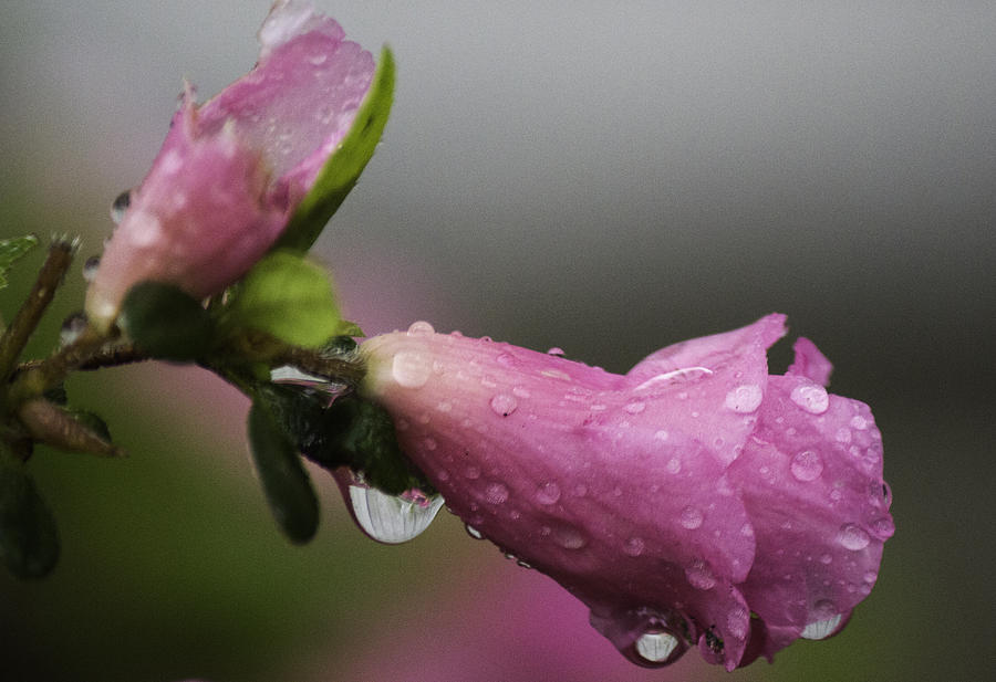 Spring Rain Photograph