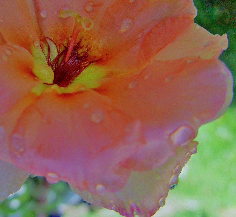 Spring Rain Photograph by Sharon Ackley