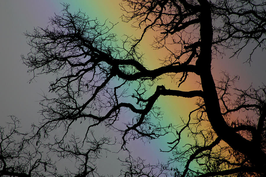 Spring Rainbow Photograph by Cathie Douglas