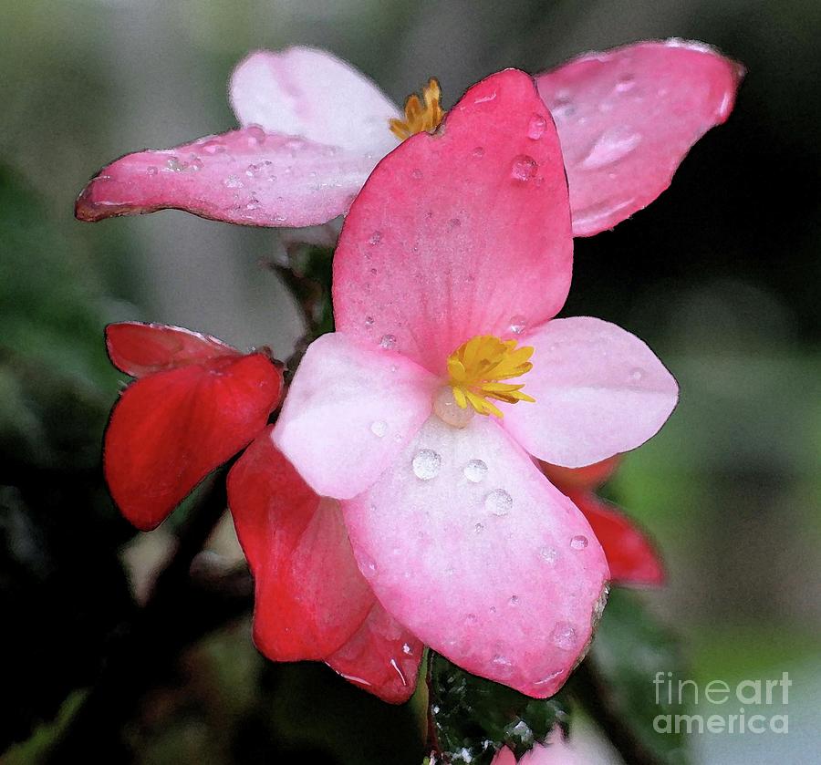Spring Raindrops Painting by Hazel Holland