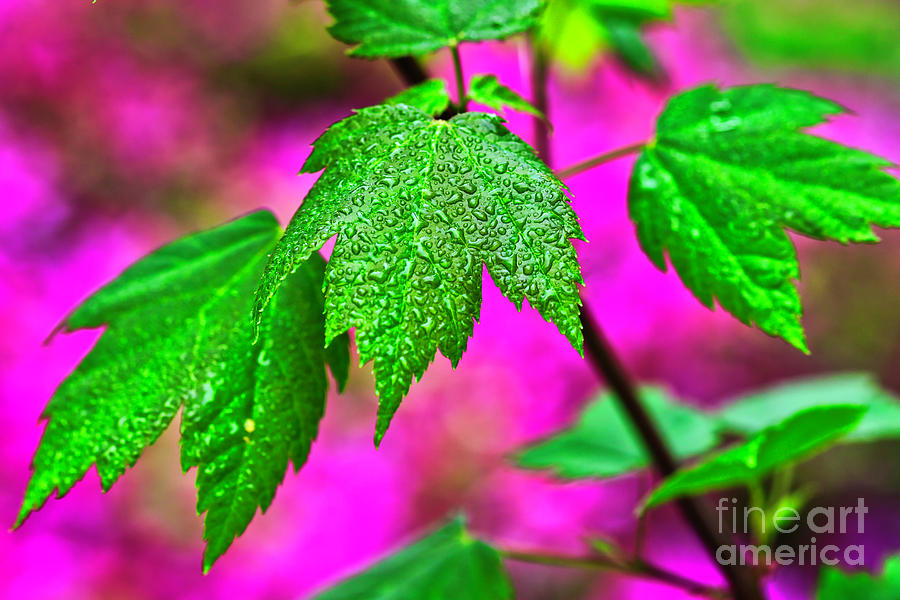 Spring raindrops on a maple leaf Photograph by Bruce Block