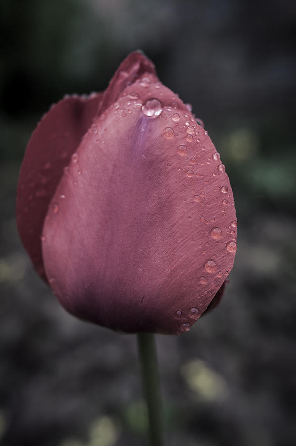 Spring Rains in May Photograph by Miguel Winterpacht
