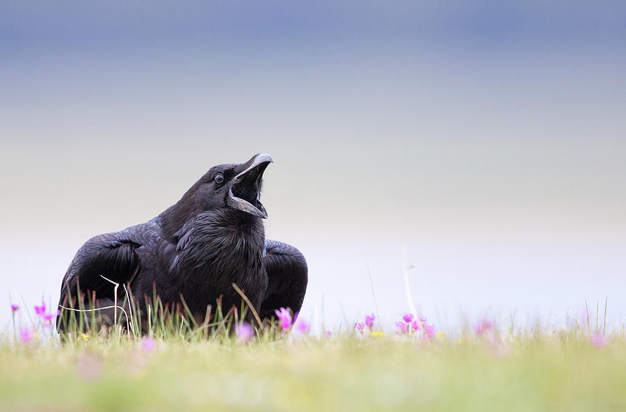 Spring Raven Photograph by Max Waugh