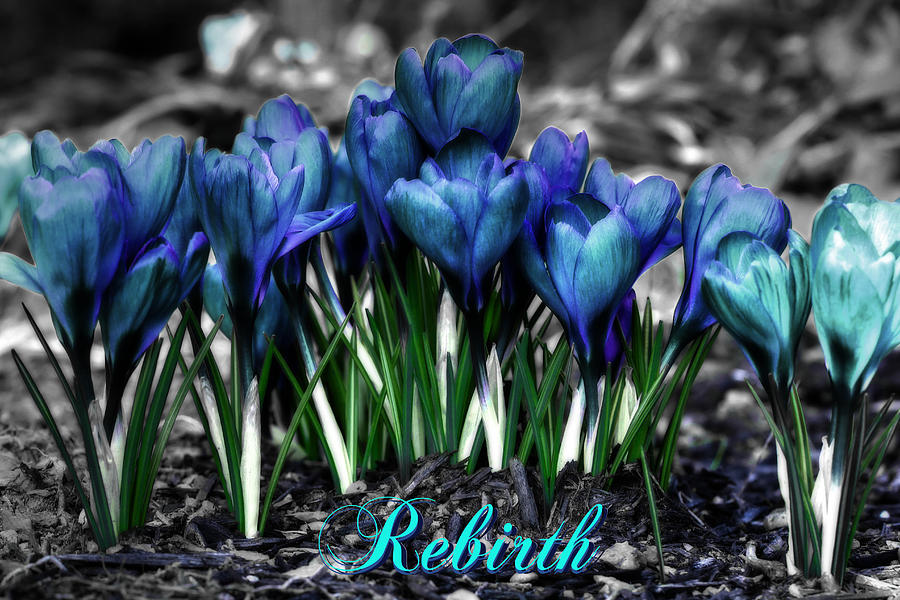 Spring Rebirth - Text Photograph