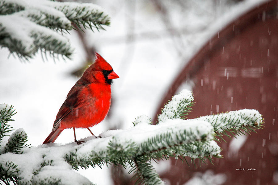 Snowbird Photograph by Dale R Carlson