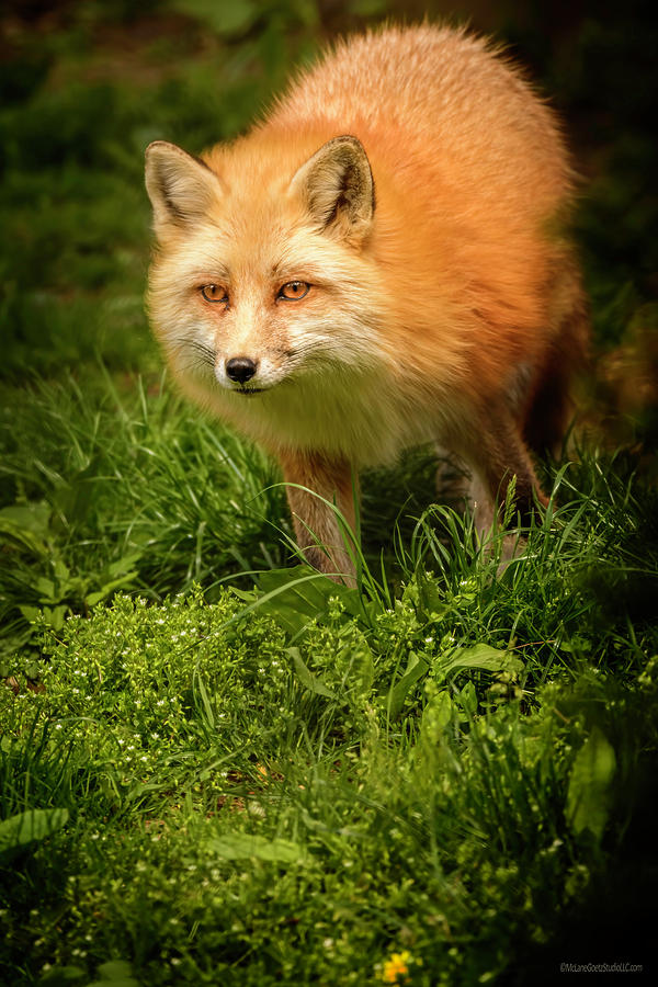 Spring Red Fox Photograph by LeeAnn McLaneGoetz McLaneGoetzStudioLLCcom