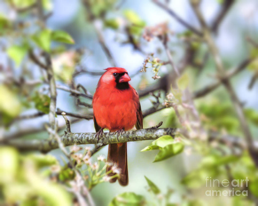 Spring Red - Male Cardinal Photograph by Kerri Farley