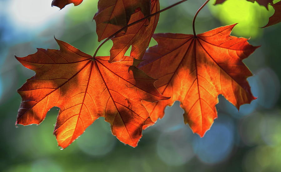 Spring Red Maple Leaves Photograph by Dale Kauzlaric