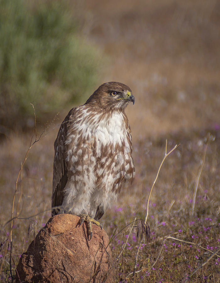 Spring Red Tailed Hawk 2 Photograph by Rick Mosher