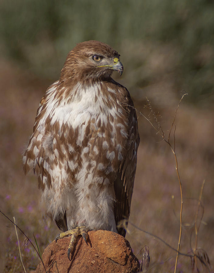 Spring Red Tailed Hawk Photograph by Rick Mosher