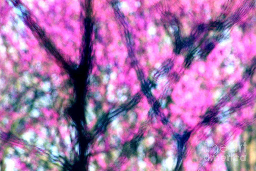 Spring Redbud Abstract Photograph by Karen Adams