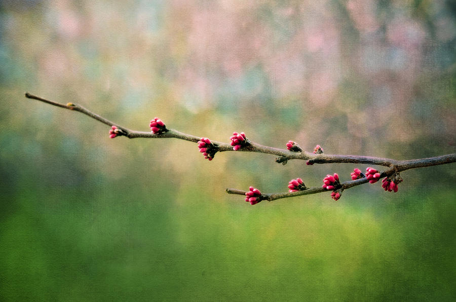 Spring Photograph - Spring Redbud by Moon Stumpp