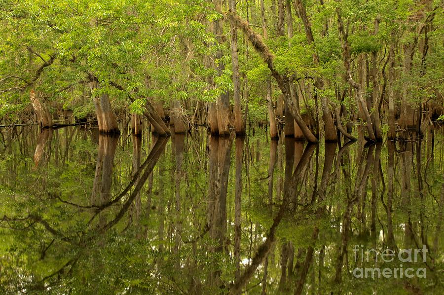 Spring Reflections At Manatee Springs Photograph by Adam Jewell