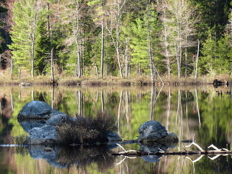 Spring Reflections Photograph by MTBobbins Photography