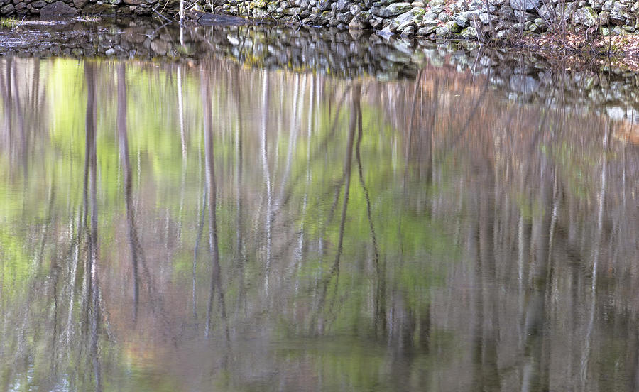 Spring Reflections Photograph by Tom Singleton