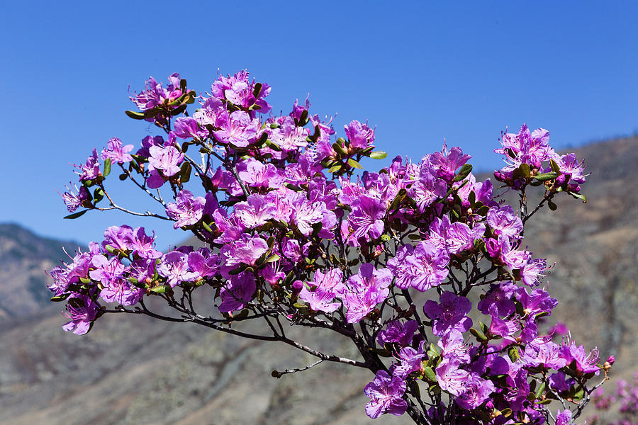 Spring Rhododendron in Altay Mountains Photograph by Victor Kovchin