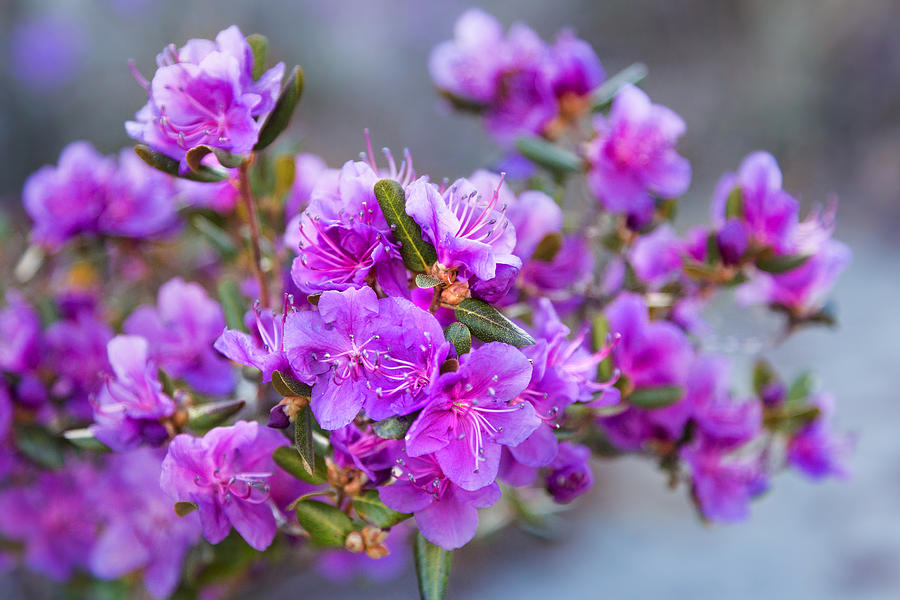 Spring Rhododendron in Full Bloom Photograph by Victor Kovchin