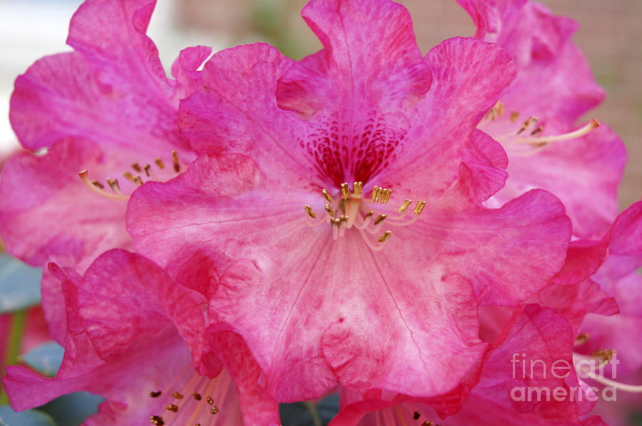 Spring Rhododendron Photograph by John  Mitchell