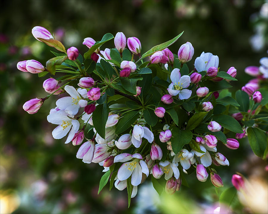 Flower Photograph - Spring  by Robert Ullmann