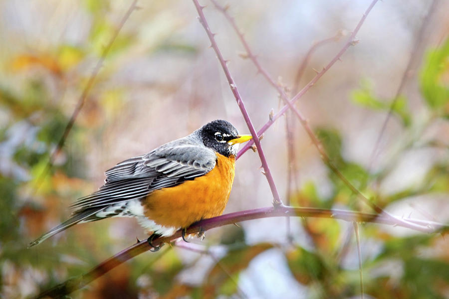 American Robin In Spring Photograph by Christina Rollo