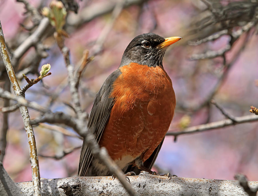 Spring Robin Photograph by Donna Kennedy