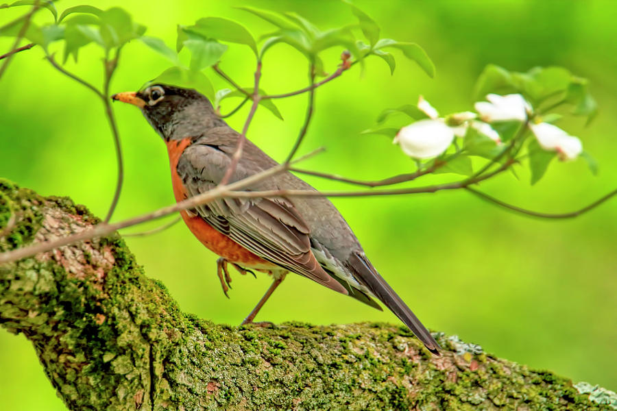 Spring Robin Photograph by Geraldine Scull