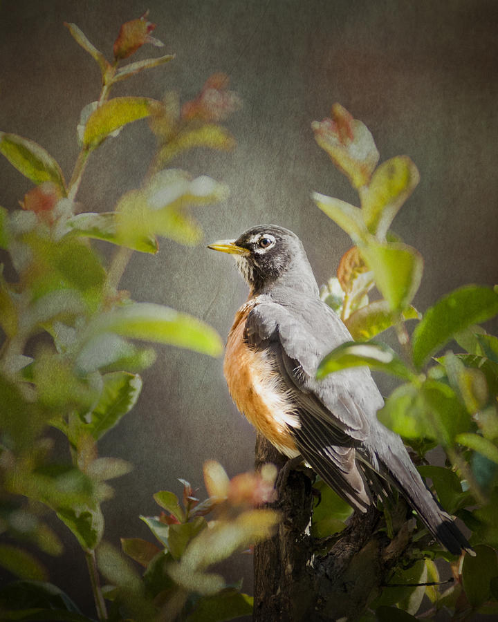Bird Photograph - Spring Robin by Jeff Mize