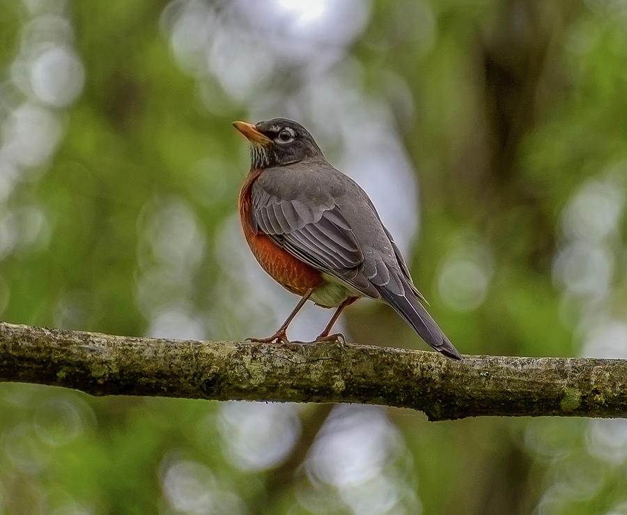 Spring Robin Photograph by Jerry Cahill