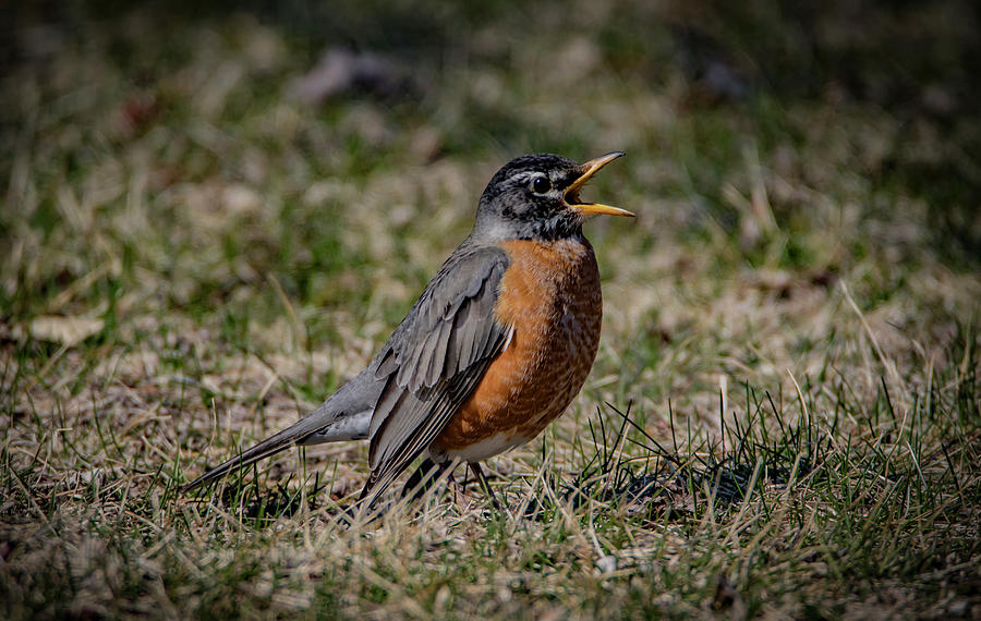 Spring Robin Photograph by Ray Congrove