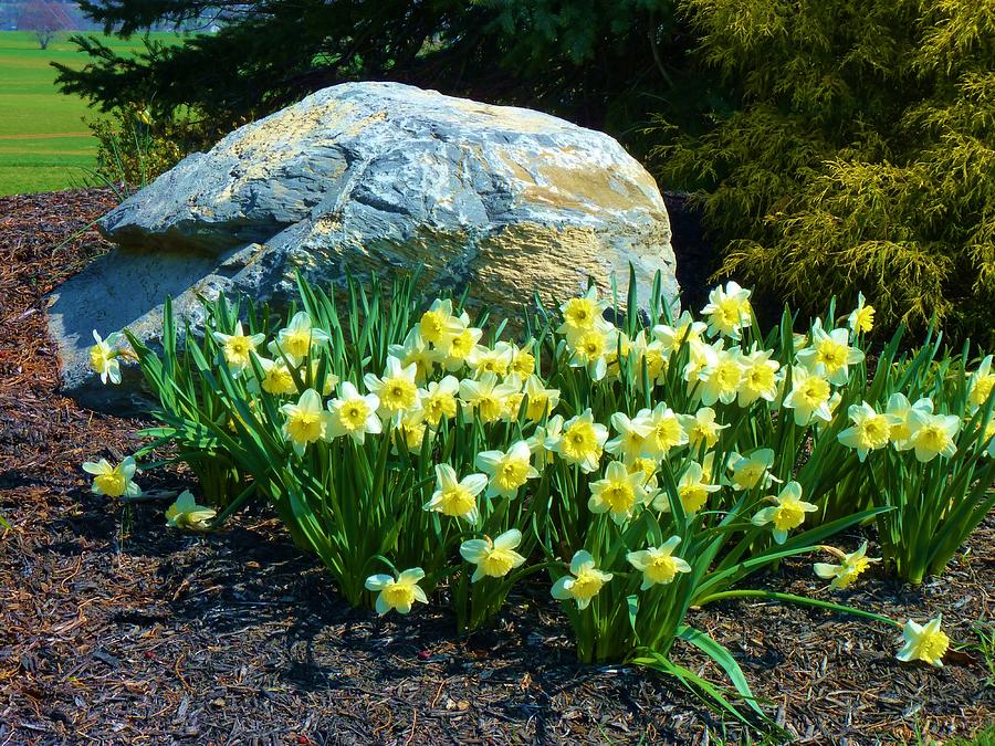 Spring Rock Garden Photograph by Jeanette Oberholtzer